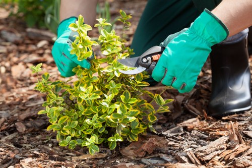 Seasonal lawn maintenance work in Stepney