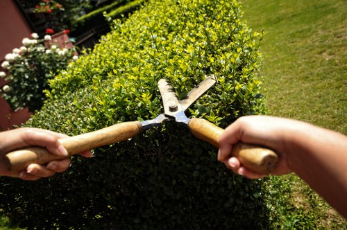 Tree surgery team maintaining trees in a Stepney property