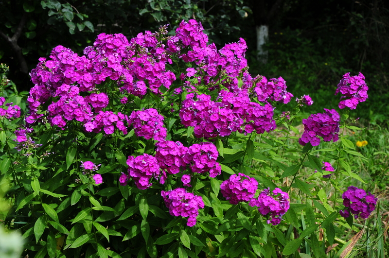 irrigation system garden